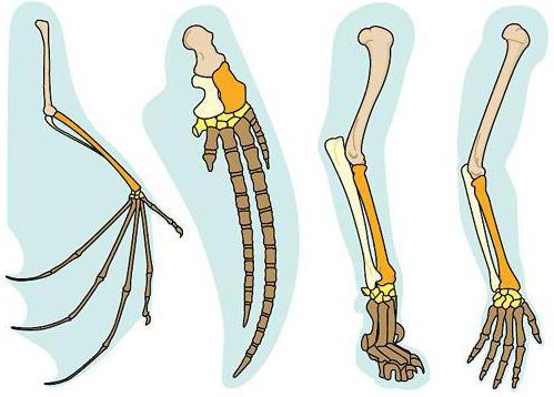 homologous organs examples