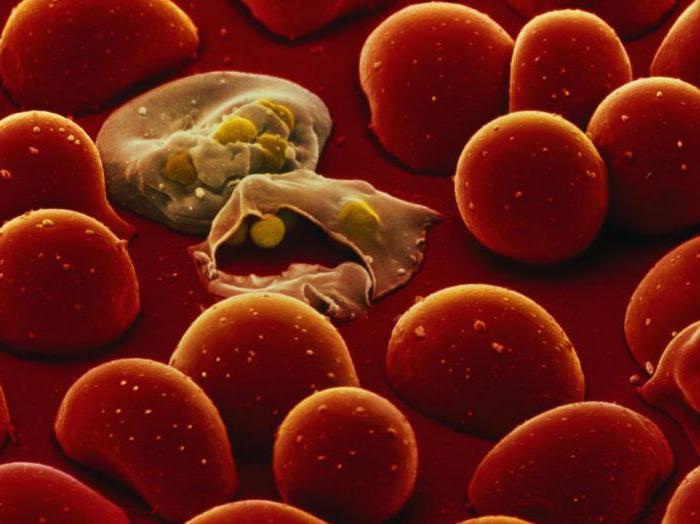 малярийный плазмодий жизненный цикл
