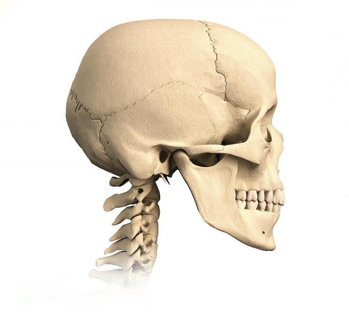 кости мозгового черепа