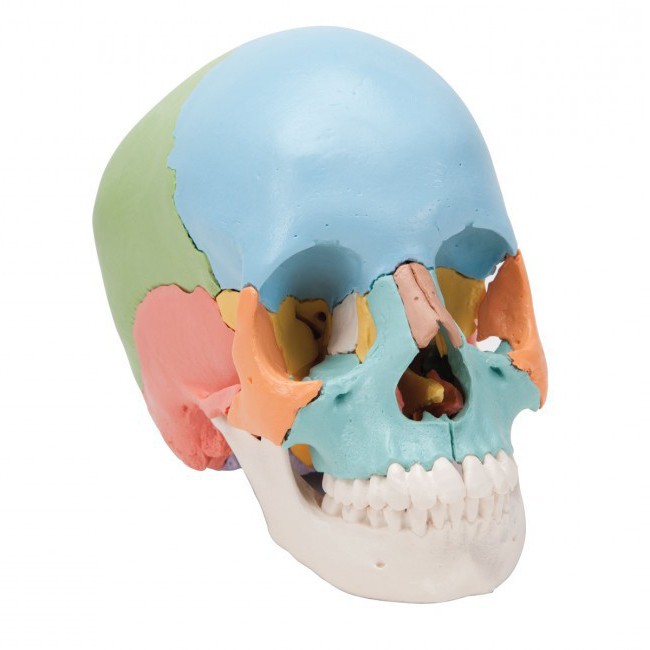 анатомическая характеристика черепа человека
