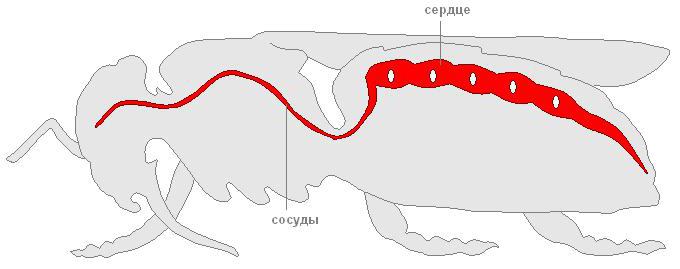 внутренние органы насекомых