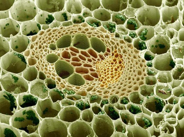 Биология 6 класс что такое сосуды у растений thumbnail