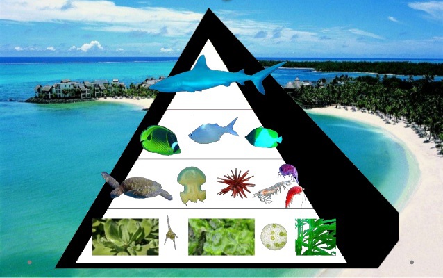 экологическая пирамида океана