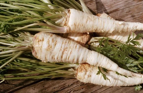 mutated parsley root