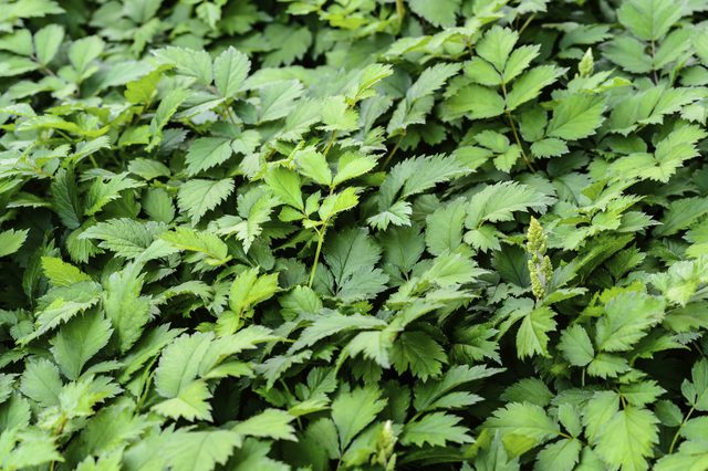 green fresh parsley