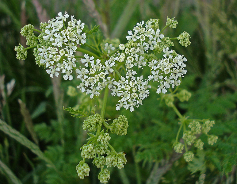 parsley plant inflorescence