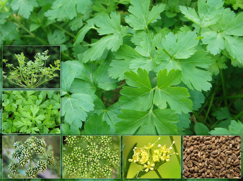 parsley leaves, inflorescences and seeds
