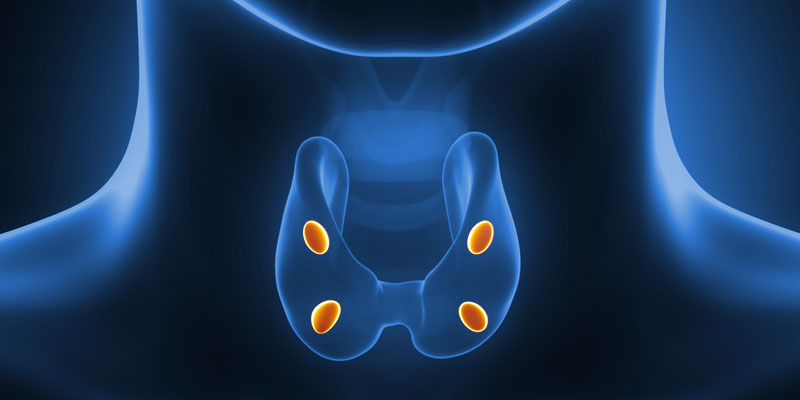 щитовидная железа человека