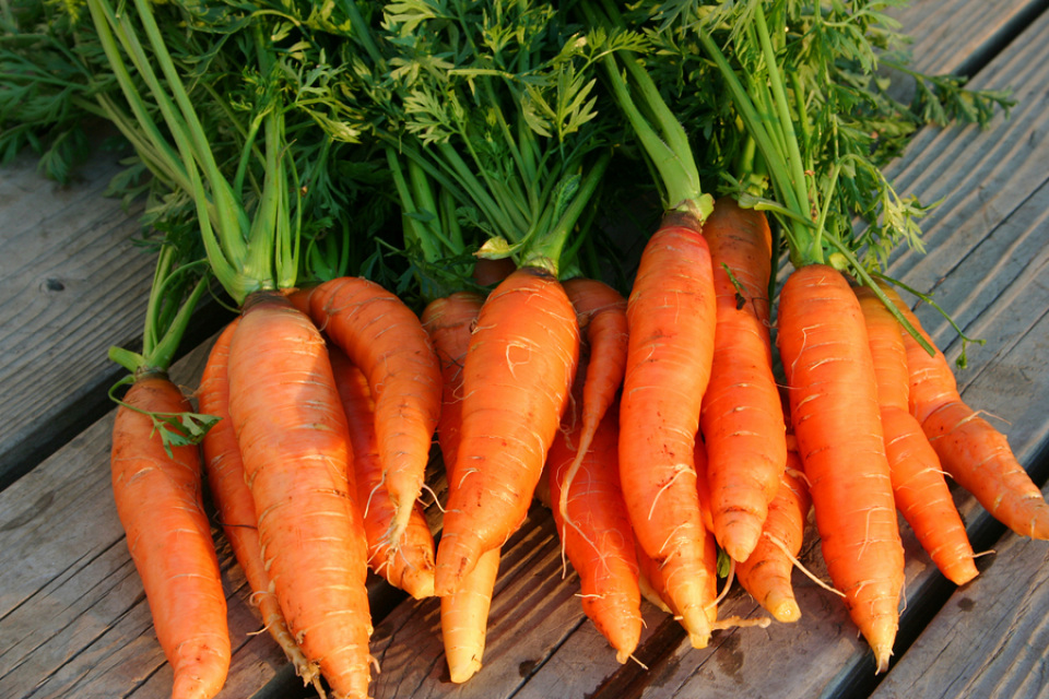 морковь двулетнее растение