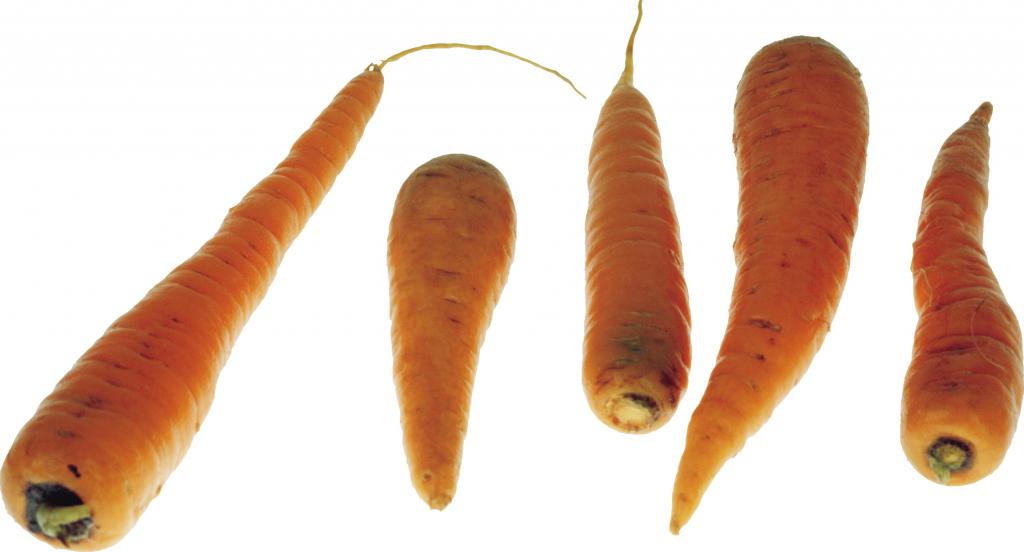 корнеплоды моркови -источник полезных веществ
