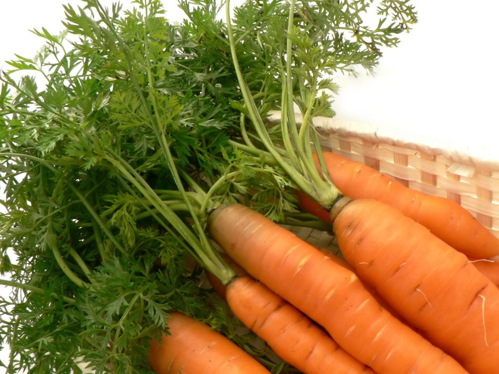побеги и корнеплоды моркови