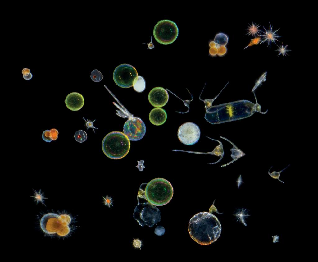 планктонные организмы в водной среде