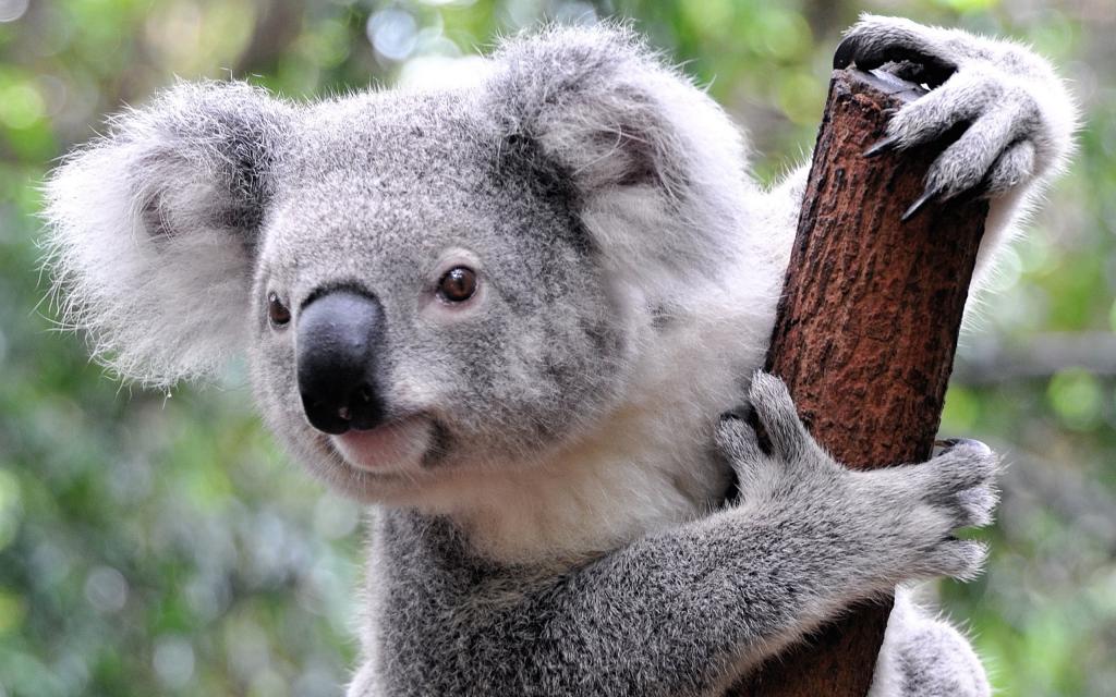 сумчатая коала на дереве