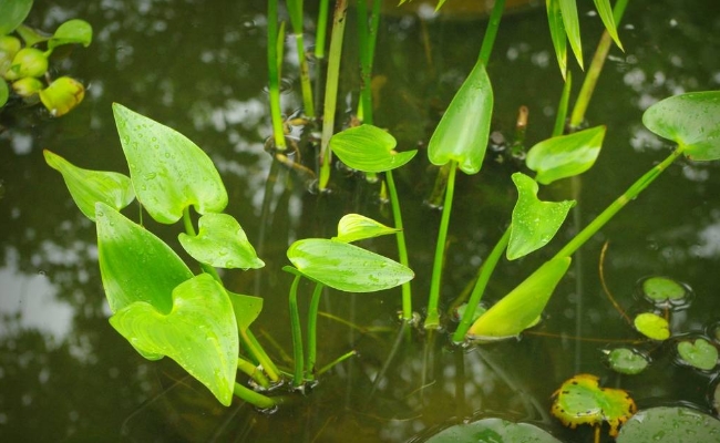 растение стрелолист в воде