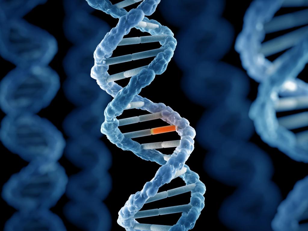 double-stranded DNA molecule