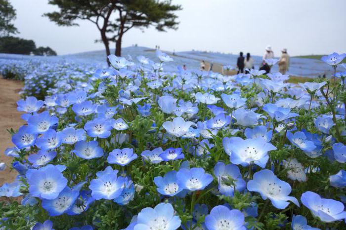 фото японских цветов