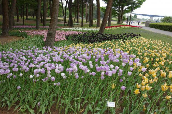 тоннель цветов в японском саду кавати фудзи