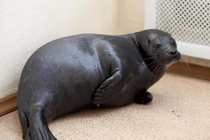 ringed seal