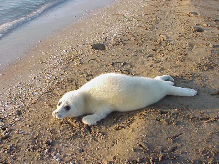 Ladoga seal, red book