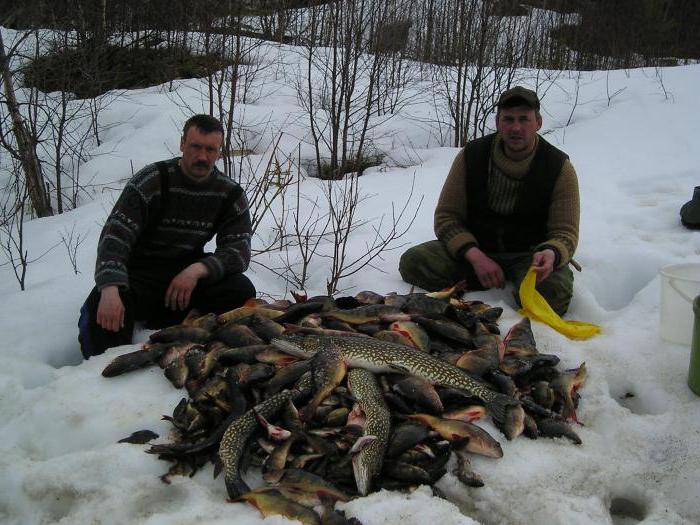 Kostroma region moose hunting