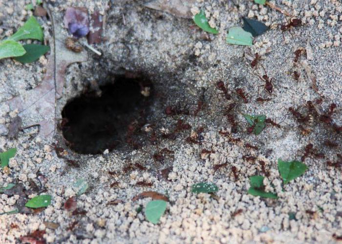 муравей листорез описание