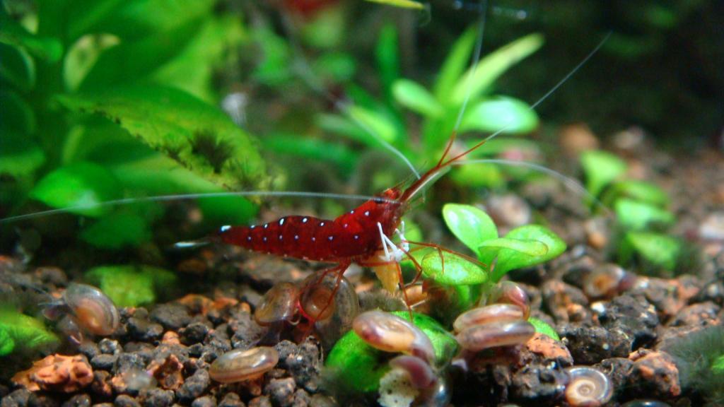 Aquarium shrimp