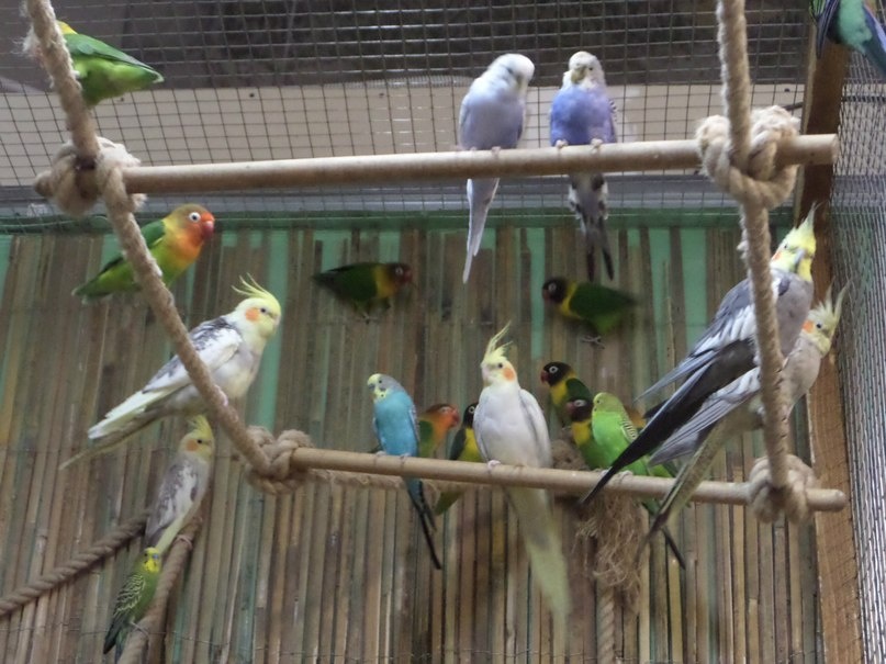 Попугаи сидят на ердочках
