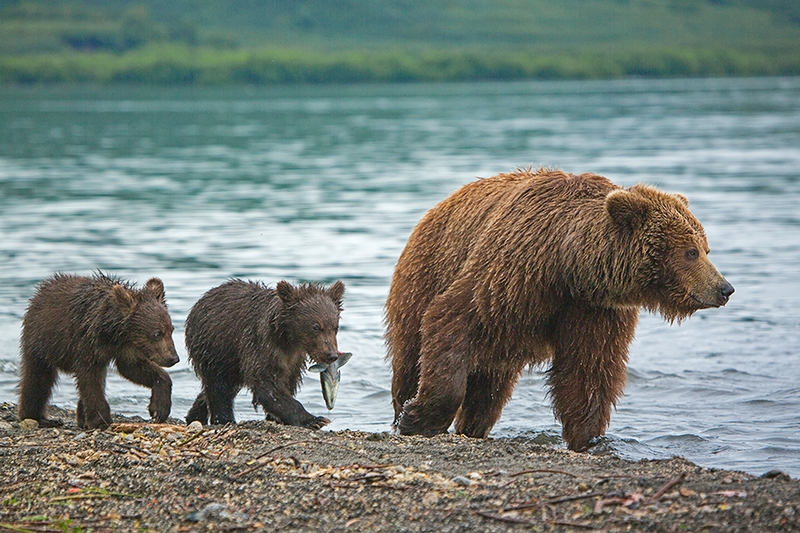 Бурая медведица с медвеатами