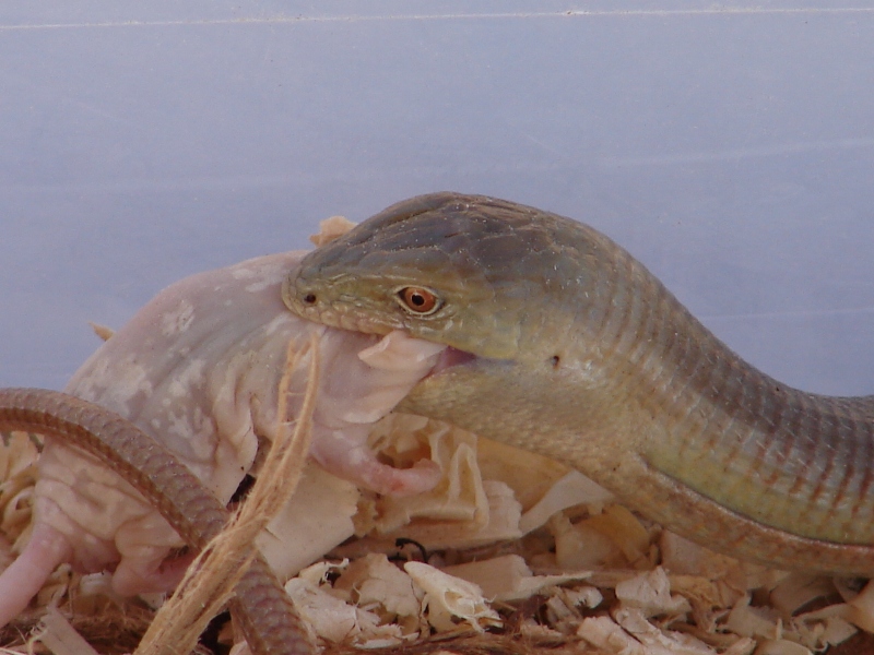 Yellowfin lizard eating