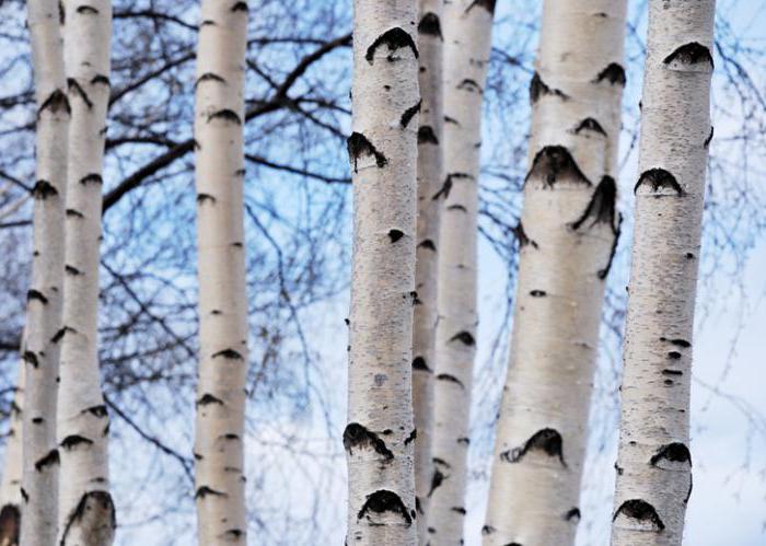 The riddle about birch for children