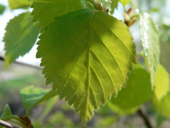 Mysteries about a birch with answers