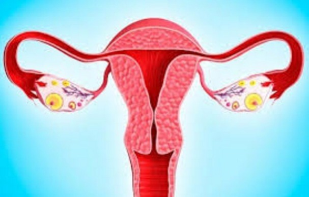 Изменения в организме во время менструального цикла