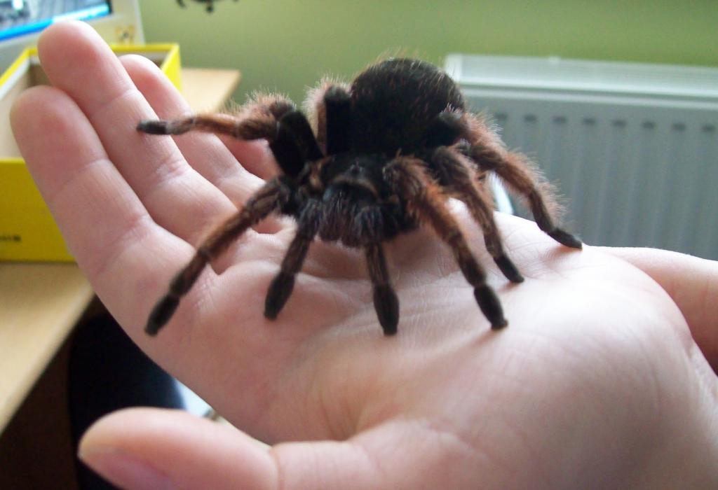 Mexican Spider Brachypelma Emilia