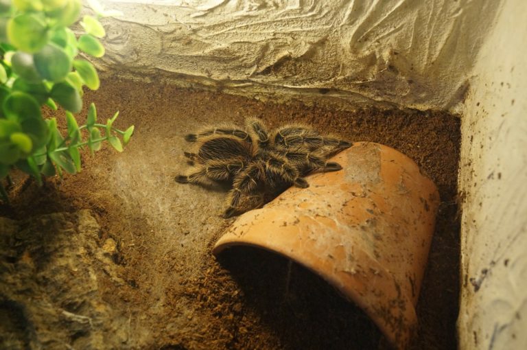 Spider Terrarium Shelter