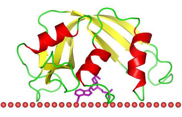 Иммуноглобулин е катионный белок. Катионные белки. Эозинофильный катионный белок. Катионный протеин. Катионный протеин эозинофилов.