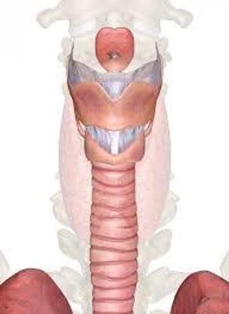перстневидный хрящ гортани