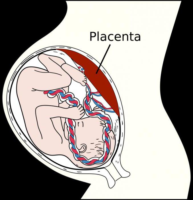 Плацента по передней стенке матки фото