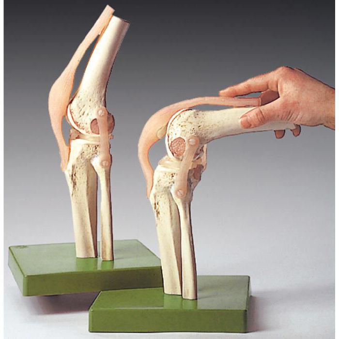 связки коленного сустава анатомия
