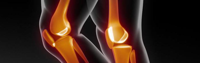 анатомия коленного сустава человека