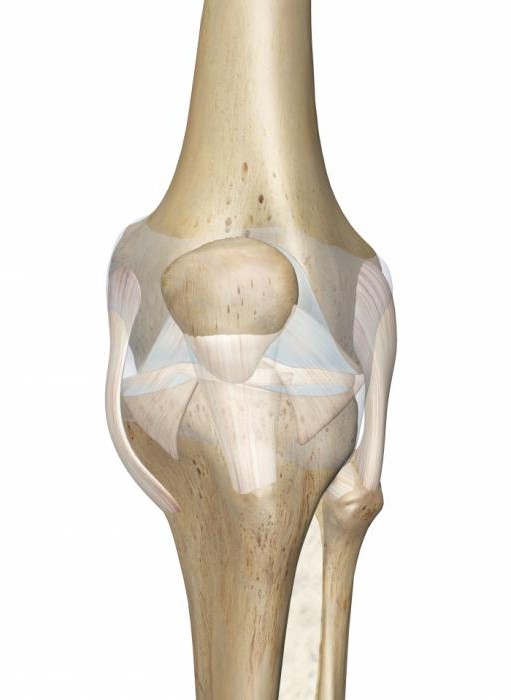 коленный сустав анатомия