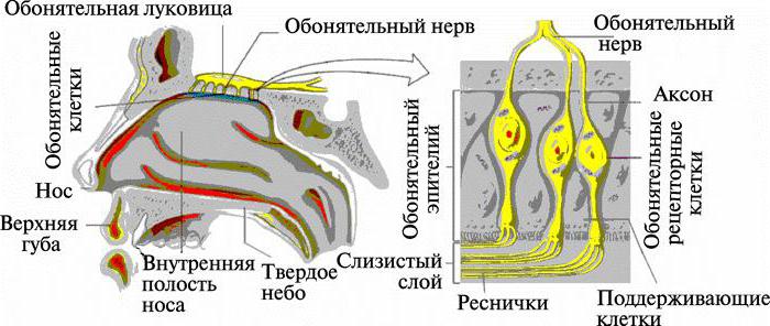 обонятельный нерв анатомия