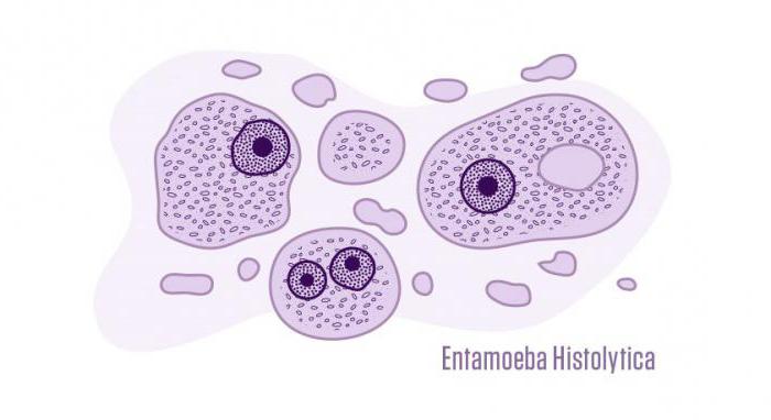 Дизентерийная амеба микробиология презентация