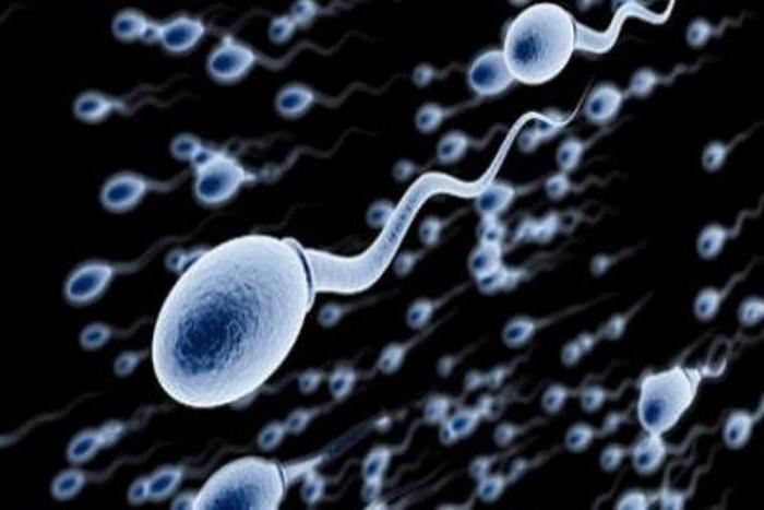 что такое сперматогенез