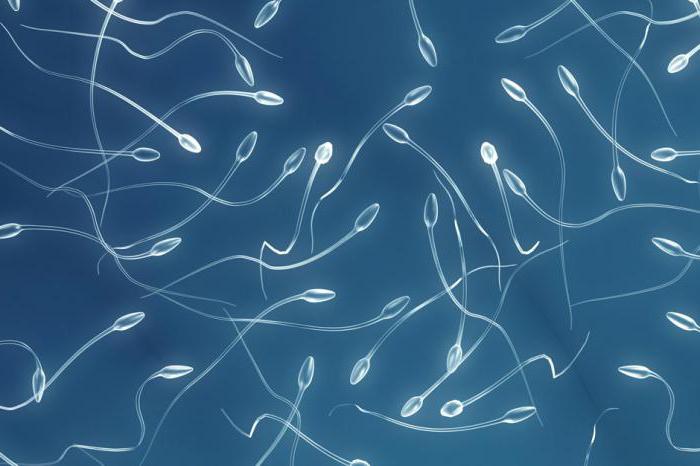 половые клетки сперматогенез