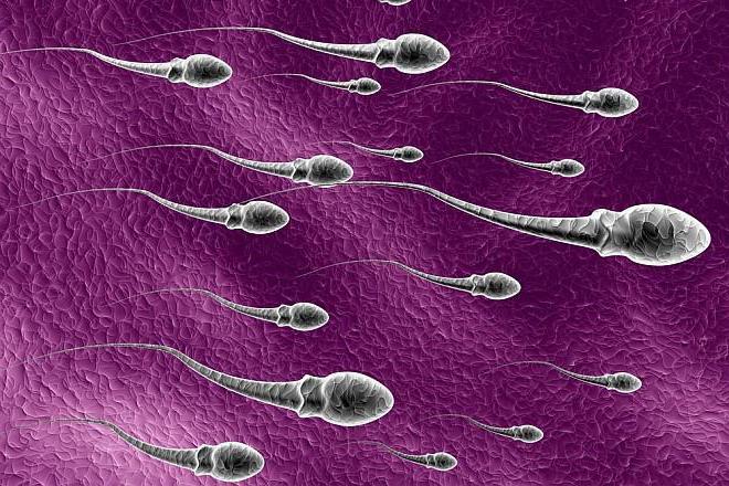 в результате сперматогенеза