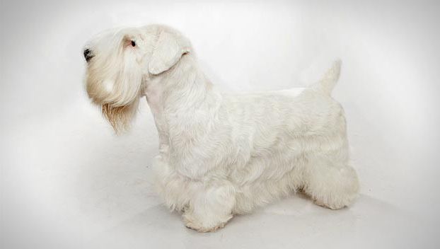 Sealyham Terrier