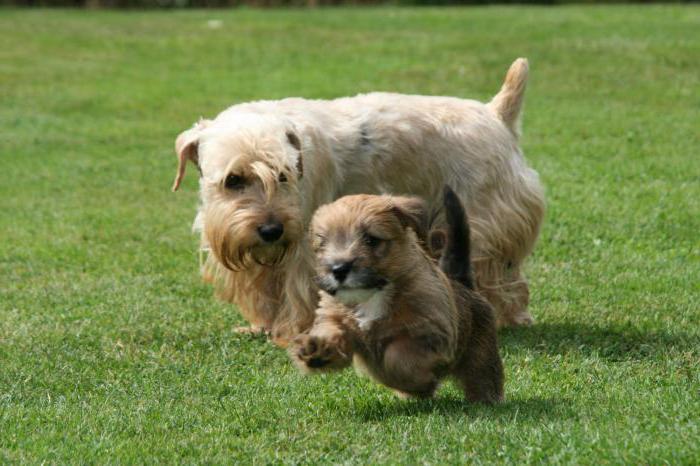 puppies Sealyham Terrier