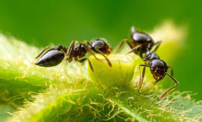 муравьиный спирт применение цена