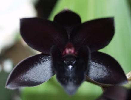 цветы черные орхидеи