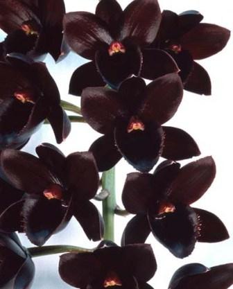 черная орхидея фото цветы
